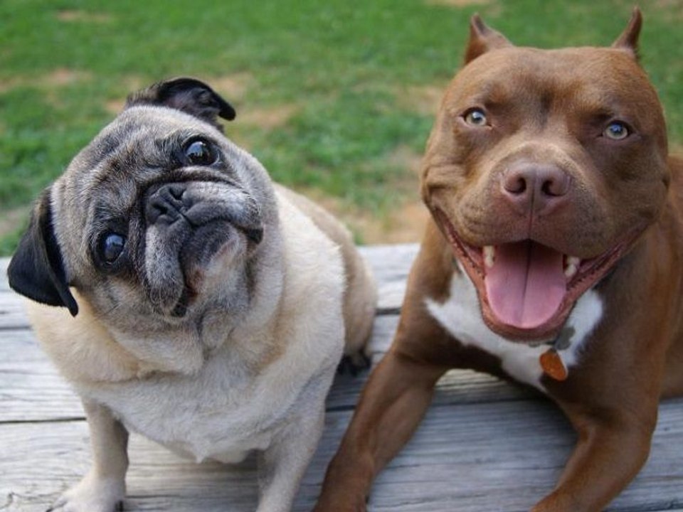 Pitbull and Pug Living Together - 142 - DoggyMan