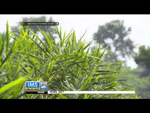 Bisnis bumbu rempah dapur beromzet ratusan juta rupiah - IMS