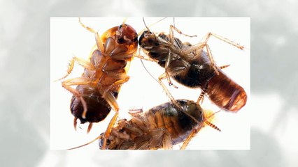 Pest Control McKinney TX _ 844-230-3002