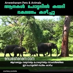 The Elephants came to dinner | Mfuwe Lodge, Zambia