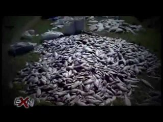 Muertes masivas de animales / Extranormal