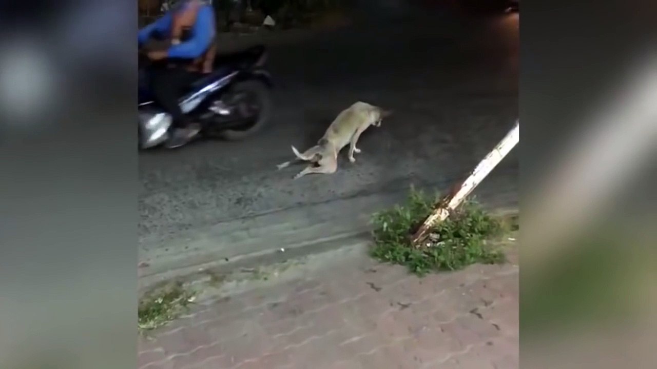 Good Samaritan perfectly trolled by cheeky limping dog when he goes to rescue it from busy road