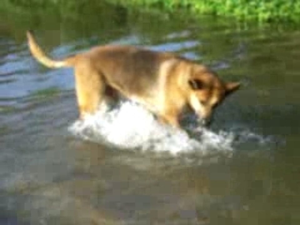 PILOU A LA BAIGNADE