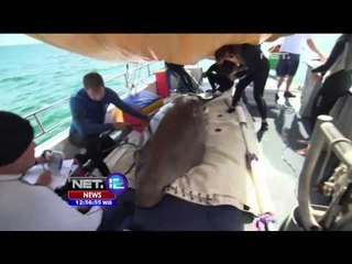 Pemeriksaan Kondisi Dugong - NEt12