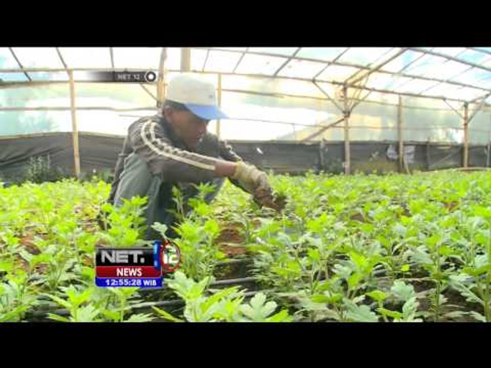 Budidaya Bunga Krisan di Pasuruan - NET12
