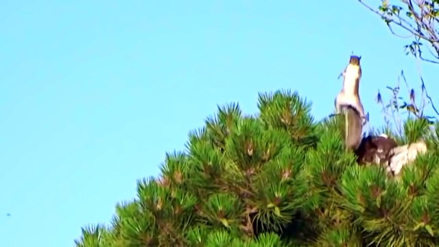 ЛУЧШИЕ Приколы для Взрослых 18 | Новые ПриколыПодПивко 2016 Август