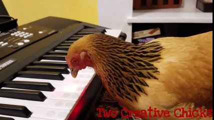 Patriotic Chicken Playing Keyboard Piano
