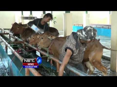 Pengiriman Sapi Potong di Probolinggo Meningkat - NET12