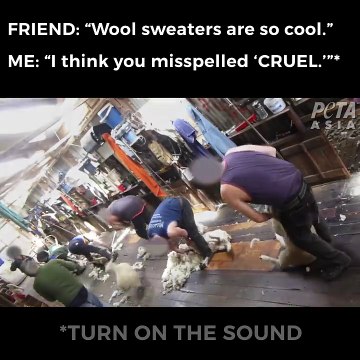Wool Sweaters are Cruel- Please help Animals (PETA)