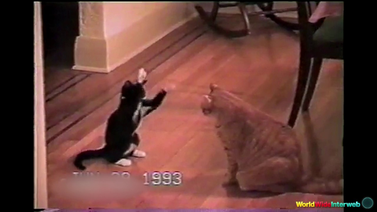 The Best Ultimate Cat Fails Compilation, funny cats,