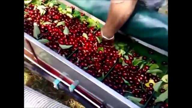 ШОК! Вот как нужно собирать урожай!!!