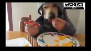 Some dogs use hands For eating