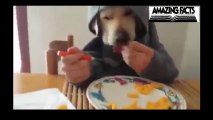 Some dogs use hands For eating