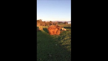 Un ballot de paille qui bouge tout seul ?