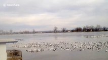 Thousands of snow geese rest on frozen lake