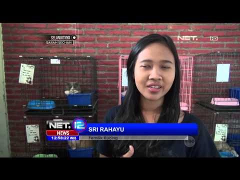 Bisnis Menggiurkan Jasa Penitipan Kucing - NET12