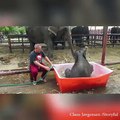 Un bébé éléphant s'amuse dans une mini-baignoire !