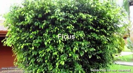 Plants which can purify air in your house