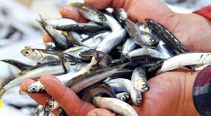 Hamsi Fiyatının Yüksek Olması Et Satışını Artırdı