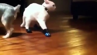 Смешная кошка учится ходить в обуви