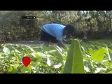 Berkah untuk Petani Kangkung Banjarnegara di Musim Kemarau - NET16