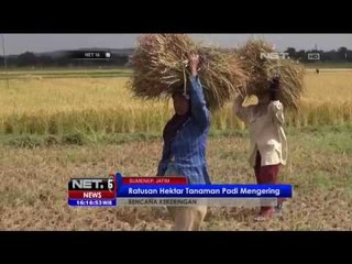 Ratusan Hektar Tanaman Padi di Sumenep Rusak Akibat Kekeringan  - NET16