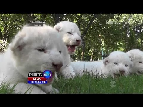 4 Bayi Singa Putih Langka Lahir di Taman Safari Taigan, Crimea - NET24