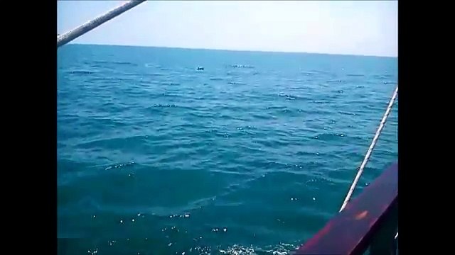 Black sea dolphins Bulgaria Дельфини в черном море Болгария