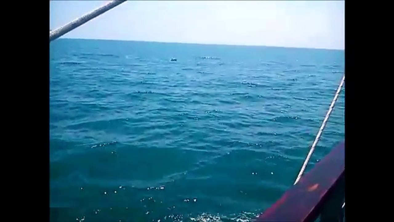 Black sea dolphins Bulgaria  Дельфини в черном море Болгария