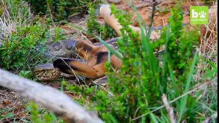 Piton Yılanı İmpalayı Böyle Mideye Indirdi