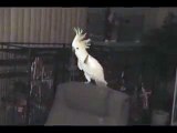 танцующий попугай под музыку