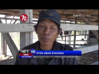 Pengiriman Sapi Dibatasi, Peternak di Kupang NTT Merugi - NET16