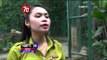 Aksi Lucu Kelahiran Dua Bayi Harimau Kembar di Bali Zoo - NET24