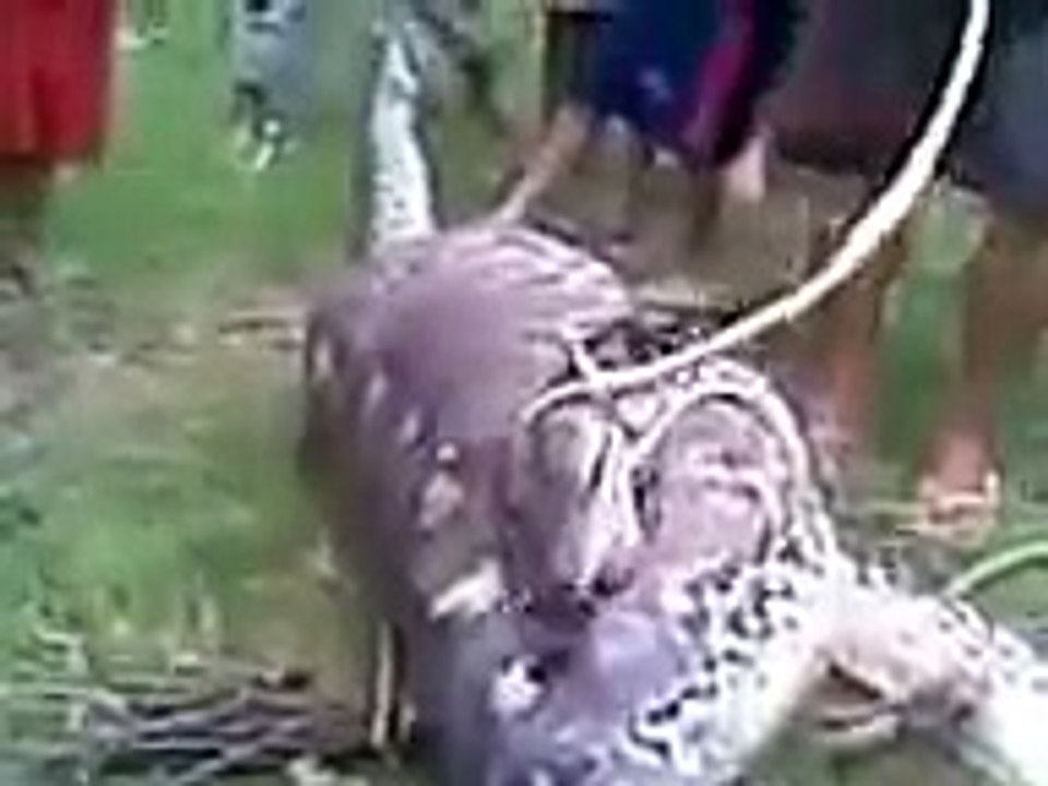 အိႏၵိယမွာ အမ်ိဳးသမီးငယ္တစ္ဦး ေျမြမ်ိဳခံရ၍ ေသဆံုး ေသာရုပ္သံ