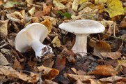 Le biomimétisme selon Idriss Aberkane #4 : Les champignons