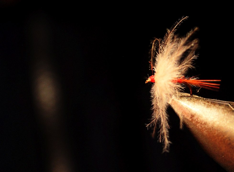 Le moustique du jura