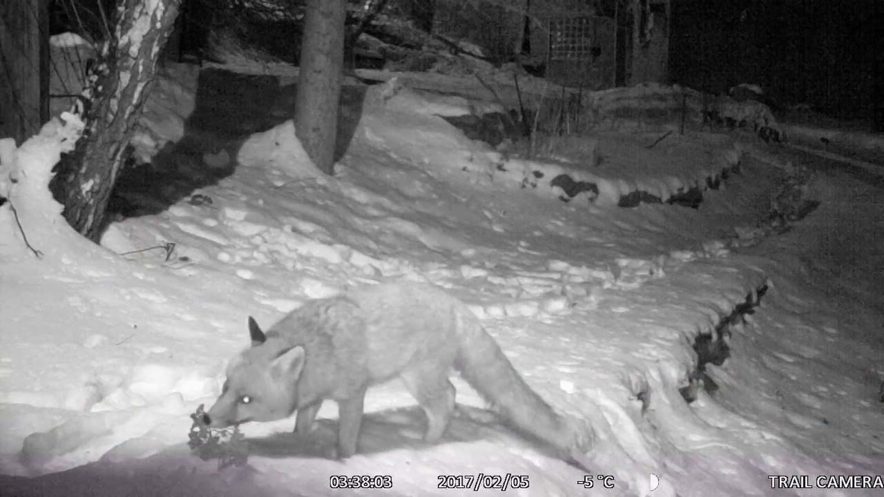 17-02-05 Renards