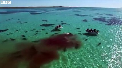 Drone Görüntüleriyle Ölü Balinayla Beslenen Onlarca Köpekbalığı