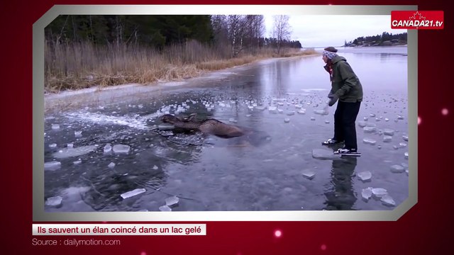 Ils sauvent un élan coincé dans un lac gelé