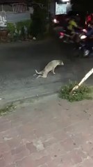 Un chien paralysé bloque une route en Thaïlande... Quand soudain !