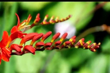 Han Isi Mor Per Is Jagah Beth Kar | - FAISAL