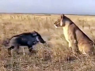 боевая стойка кабана на льва