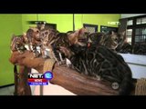 Kucing Bengal Memiliki Bulu Bermotif Macam Tutul - NET12
