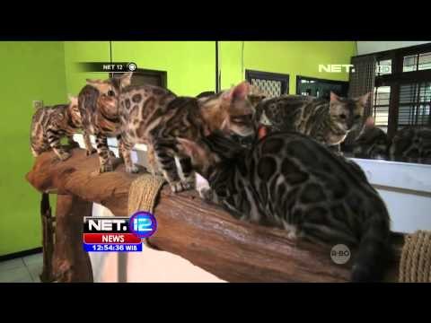 Kucing Bengal Memiliki Bulu Bermotif Macam Tutul - NET12