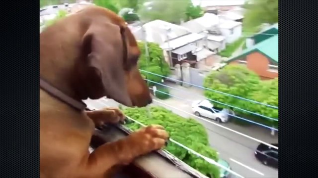 Забавные и милые таксы. Смешные собаки