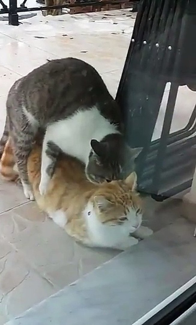 Sex with cat in Jinan