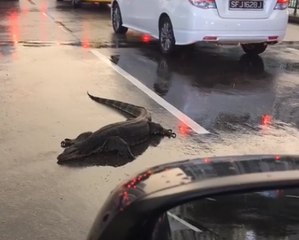 Water Monitor Lizard Sprawls on Singapore Road