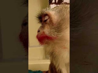 Preening Pet Monkey Gets Her Fur Brushed