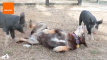 Dog Strikes Up Friendship With Three Piglets