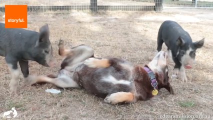 Download Video: Dog Strikes Up Friendship With Three Piglets